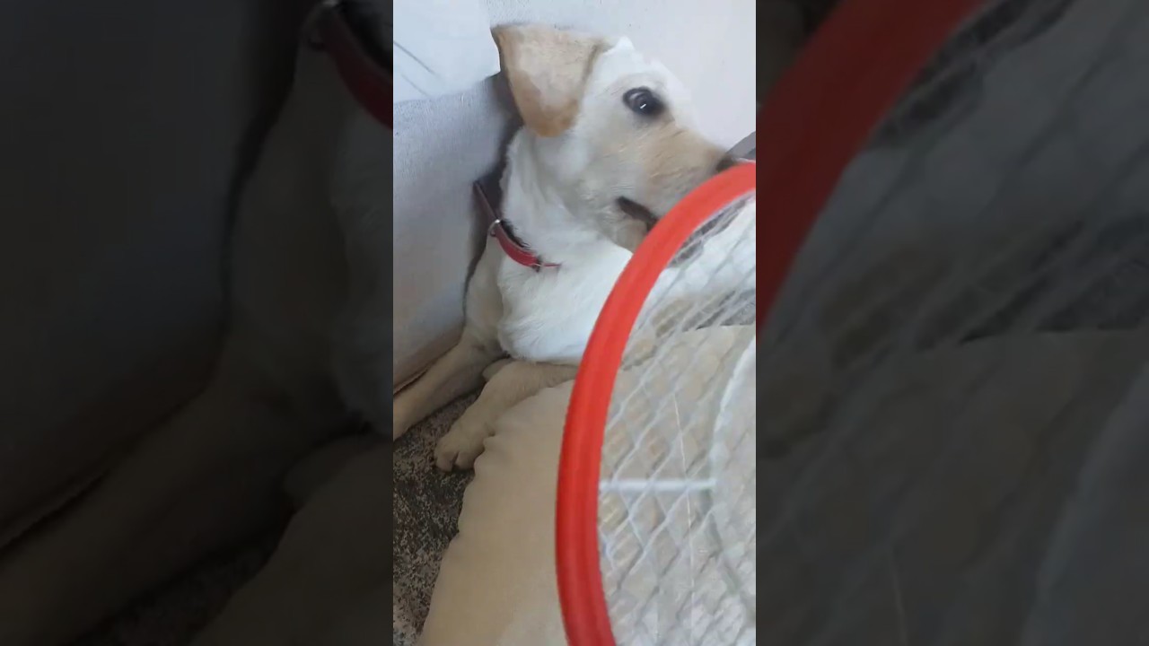 #pingpong
