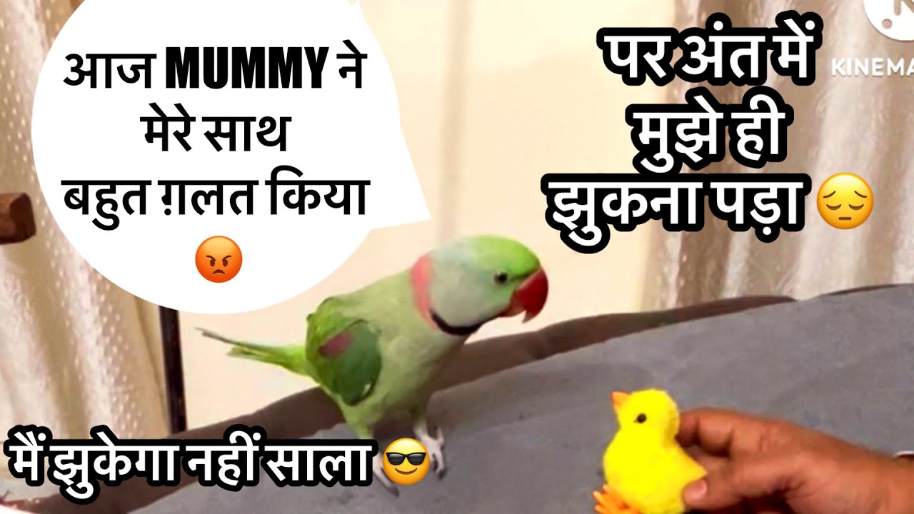 Tote ko Bolna ￼ kaise ￼Sikhaaen Gaane Wala Tota 🦜