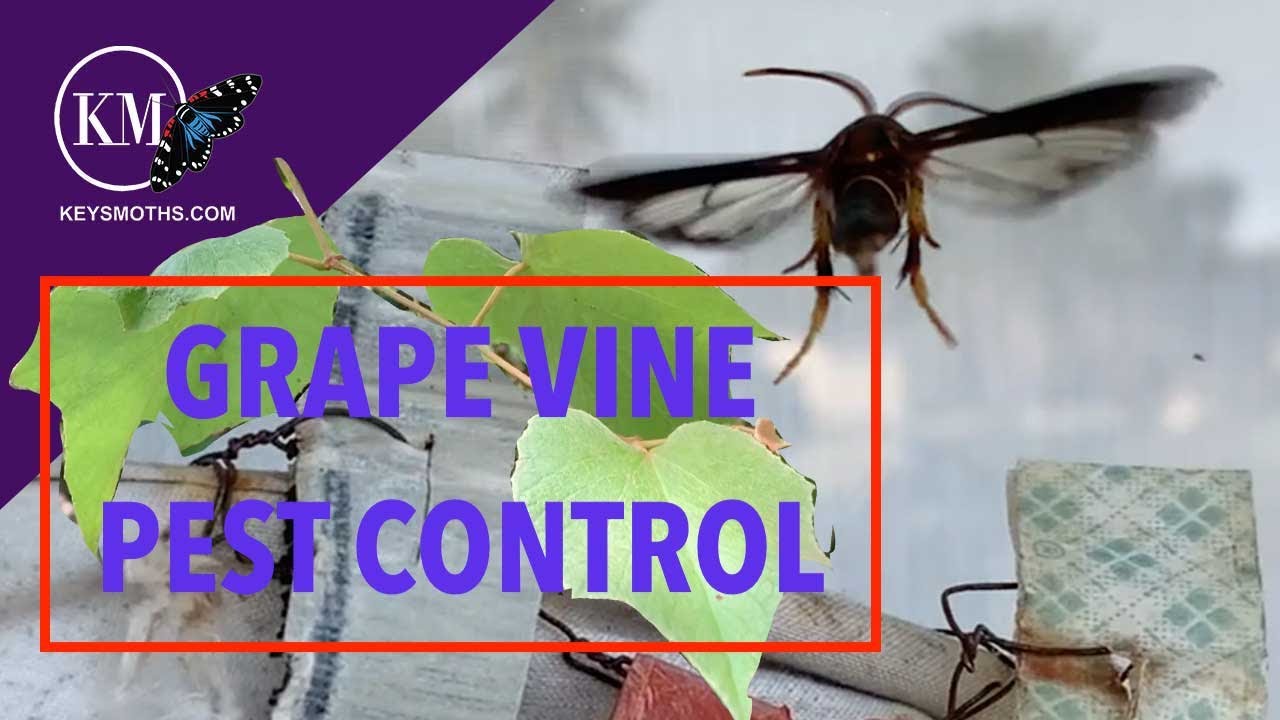 GRAPE VINE PEST CONTROL - USING ARTIFICIAL SEX PHEROMONES