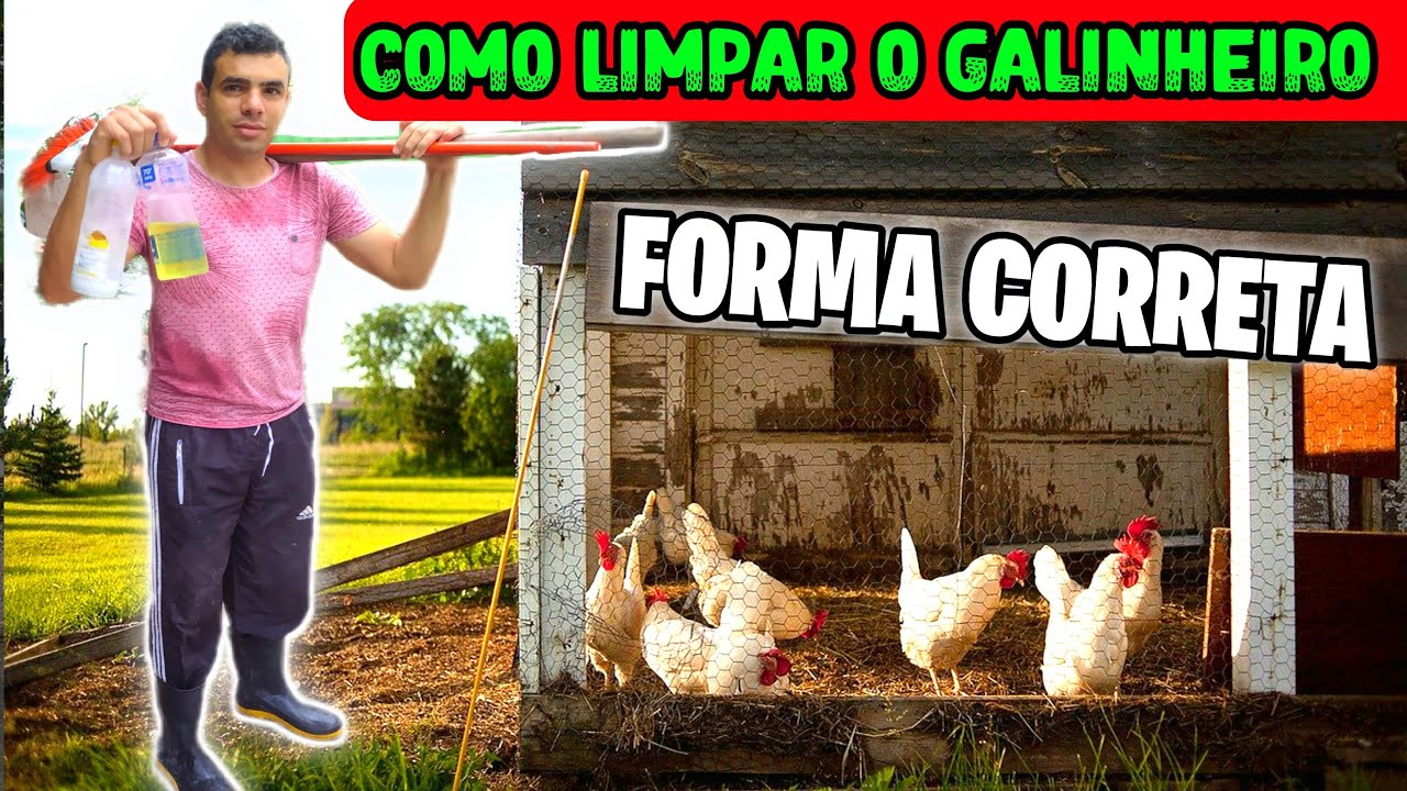 Como  Limpar um Galinheiro correto/Quais produtos usar para Matar piolho em galinha
