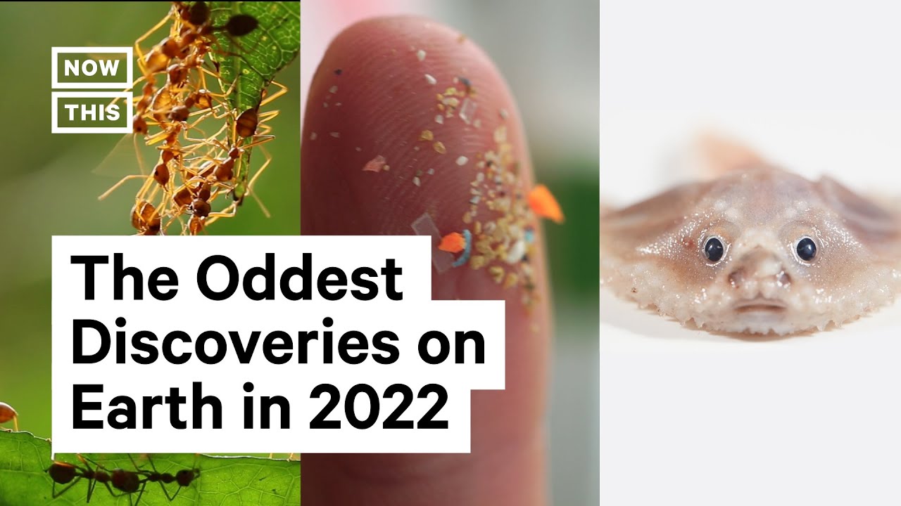 2022's Top Weirdest Earth Discoveries