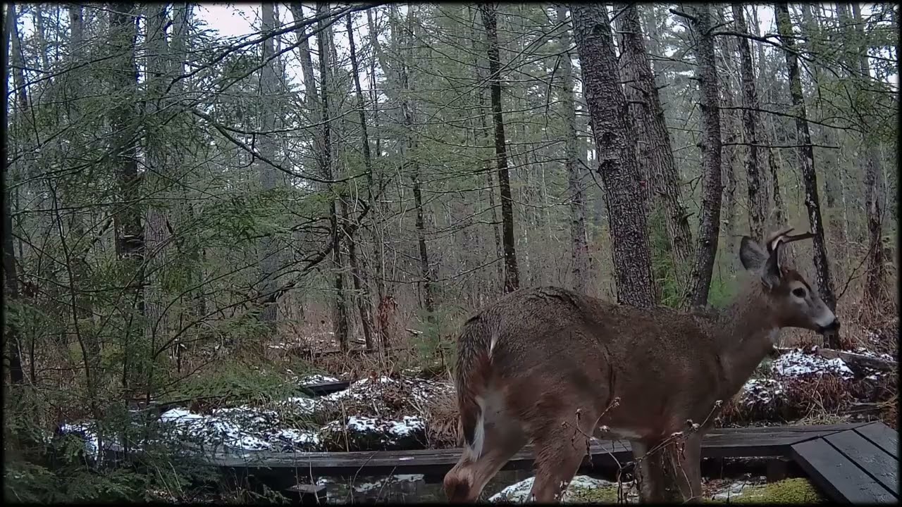 TrailCam - Winter Mix from the swamp