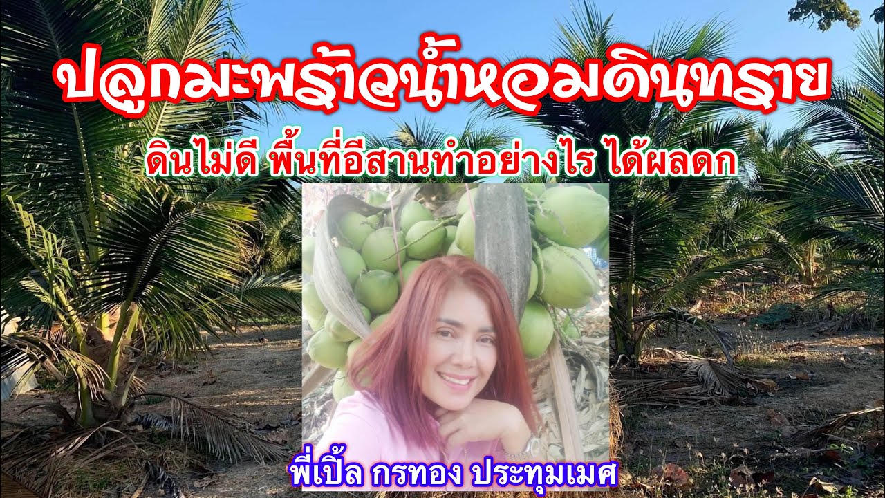 ปลูกมะพร้าวน้ำหอมดินทราย พื้นที่อีสาน ทำอย่างไร ได้ผลดี เกษตรผสมผสานบ้านใบบุญ(พี่เปิ้ล)พาชม