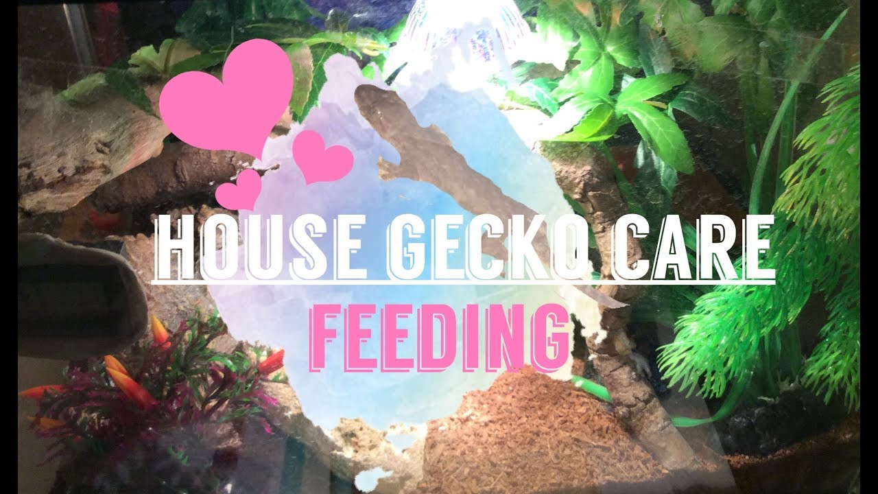 Feeding | House gecko Care