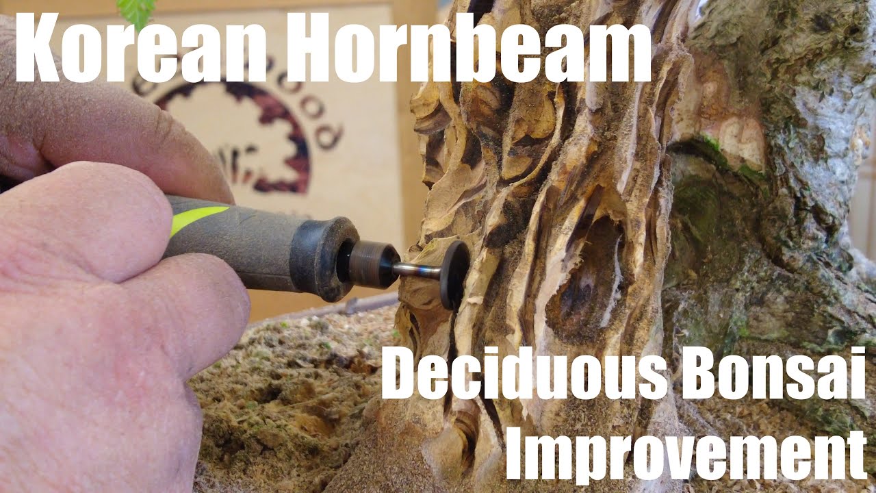 Deciduous Bonsai Improvement - Korean Hornbeam - Greenwood Bonsai