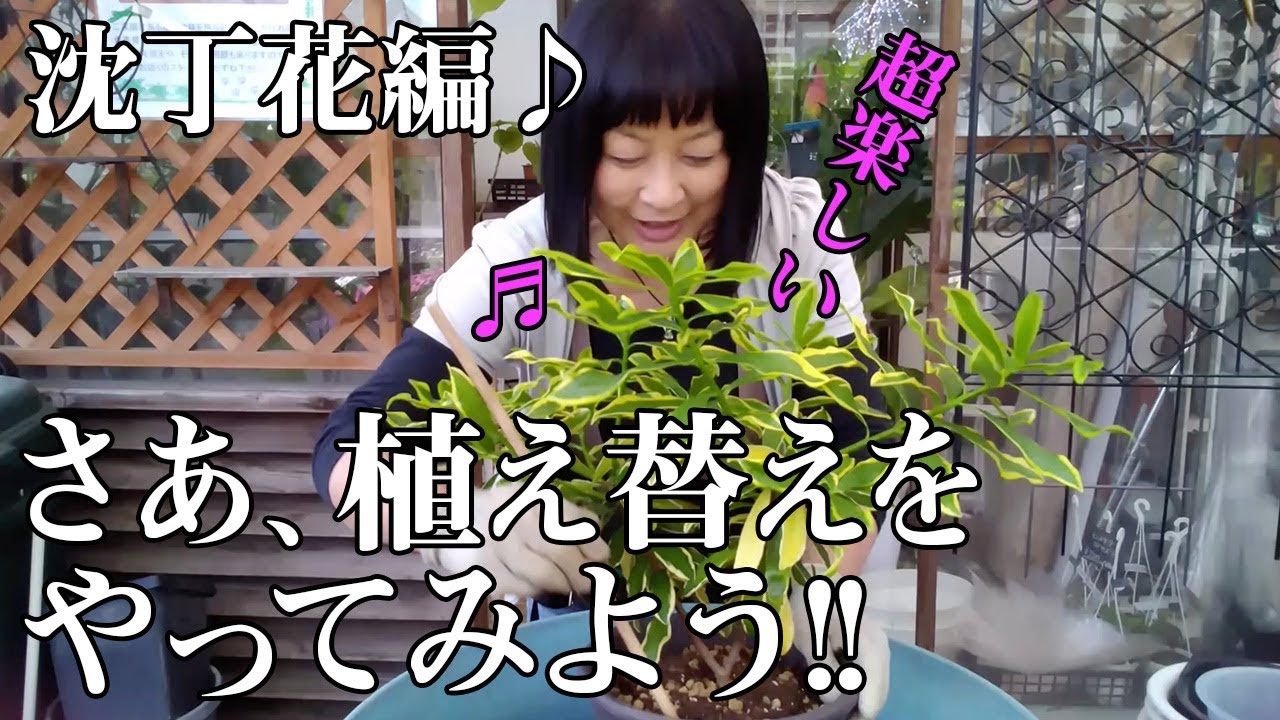 #73「植え替え #沈丁花」