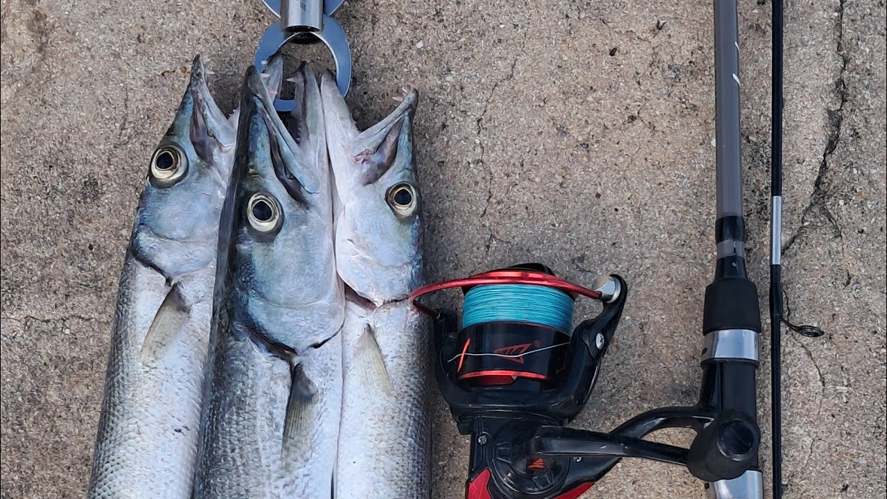 I Cooked it where I Caught it.. Barracuda hook and cook