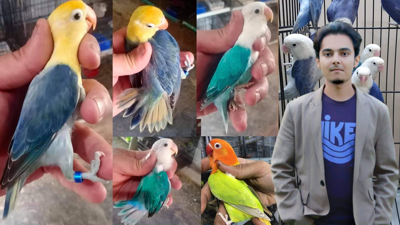 birds breeding business PART 102 Hindi Urdu | parblues breeding setup process | AHSAN PETs