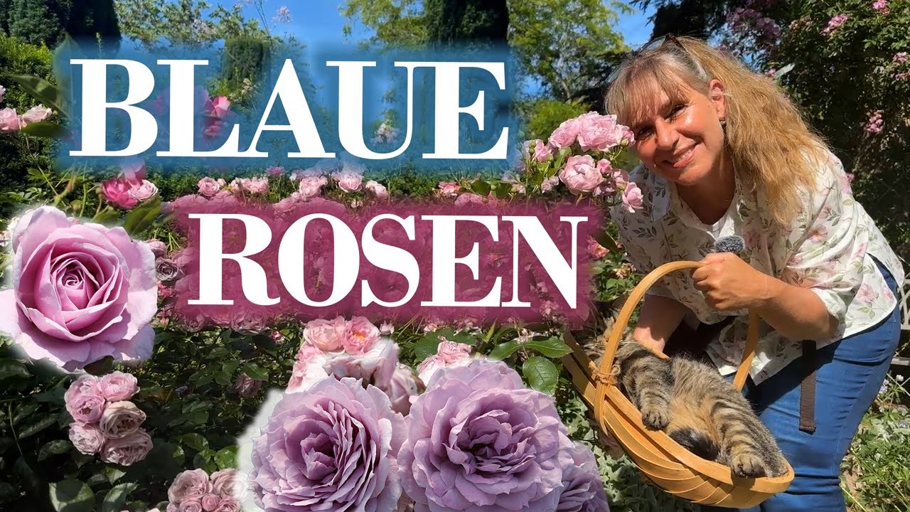 Wie Rosen zurückschneiden? (Sommer!)  + Mauve Rosen 🌹 Rosenexpertin Rosa Eskelund & John Scarman 🤗🌞