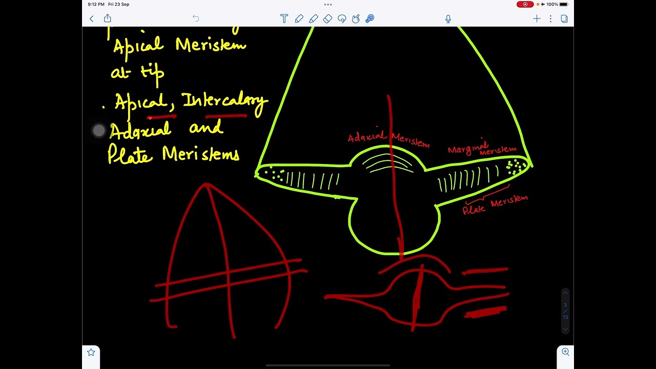 Origin and development of Leaf@BotanistMeena1987
