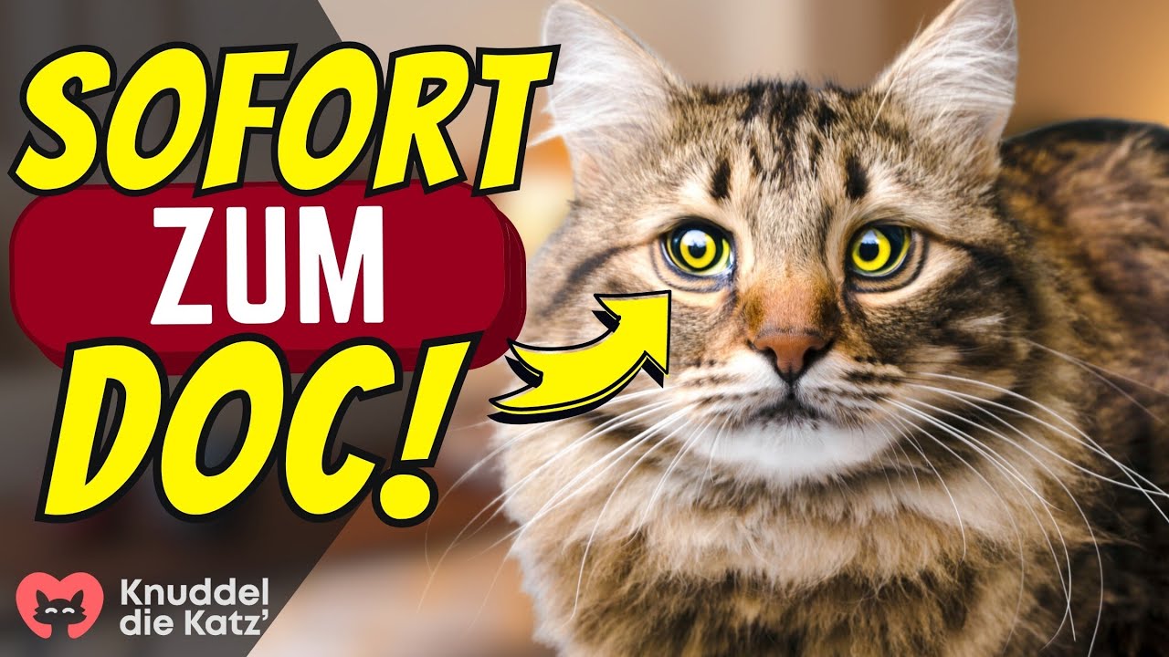17 Frühwarnzeichen, dass die Leber deiner Katze nicht mehr entgiftet