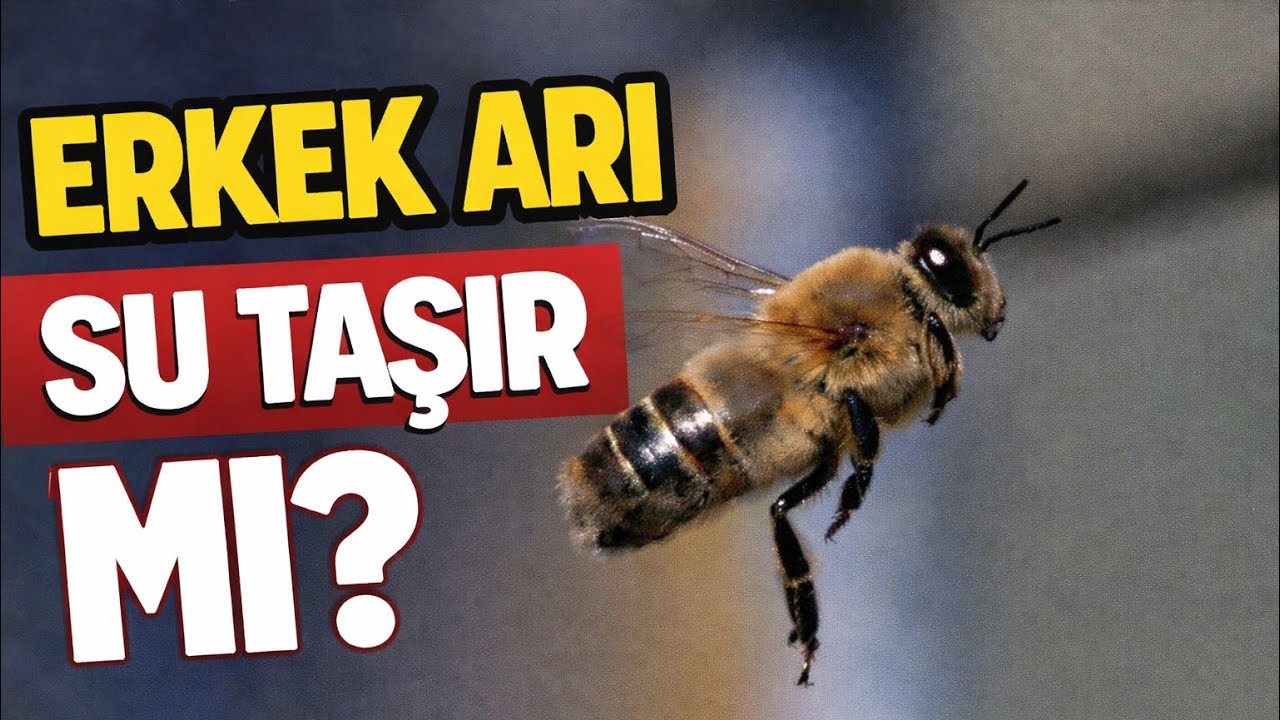 ERKEK ARI SU TAŞIR MI?