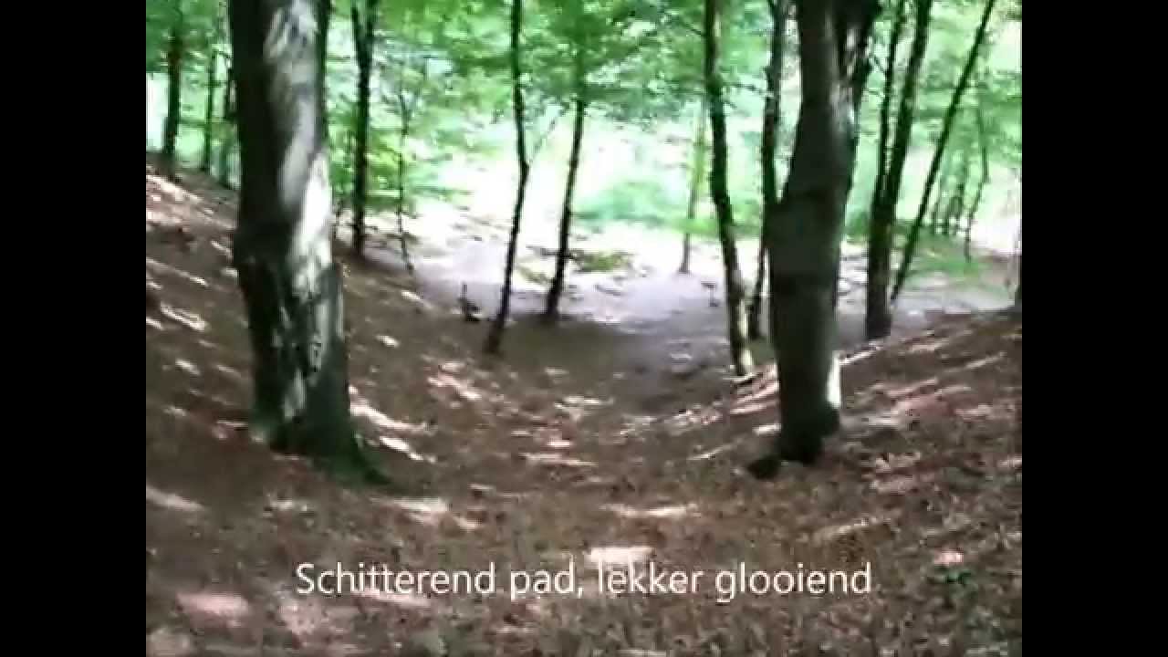 Groene Wissel-wandeling door het Speulder- en Sprielderbos