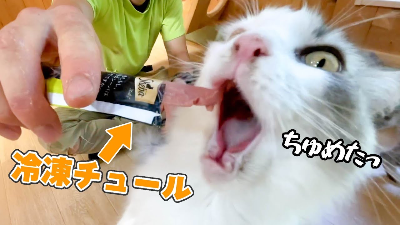 チュールがいつもより冷たい事に気付いた猫の反応www