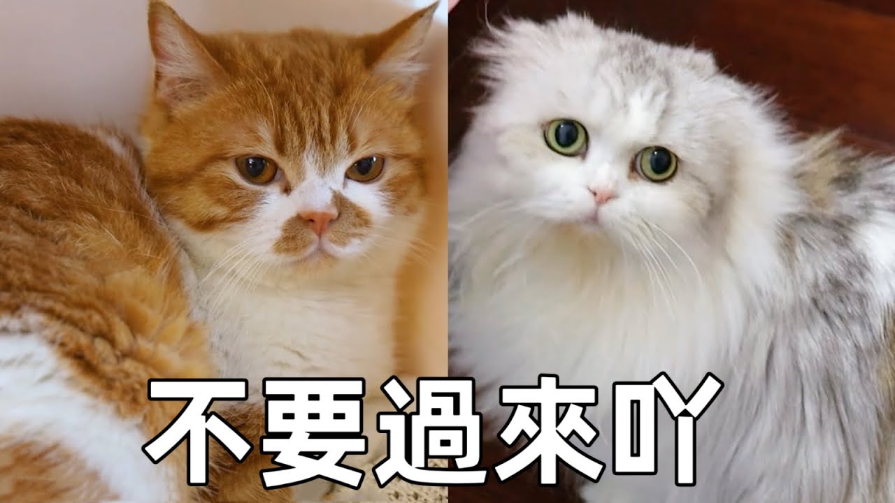 殘疾貓第一次跟原住民見面，躲進貓砂盆不敢出來，全程罵罵咧咧｜李喜猫