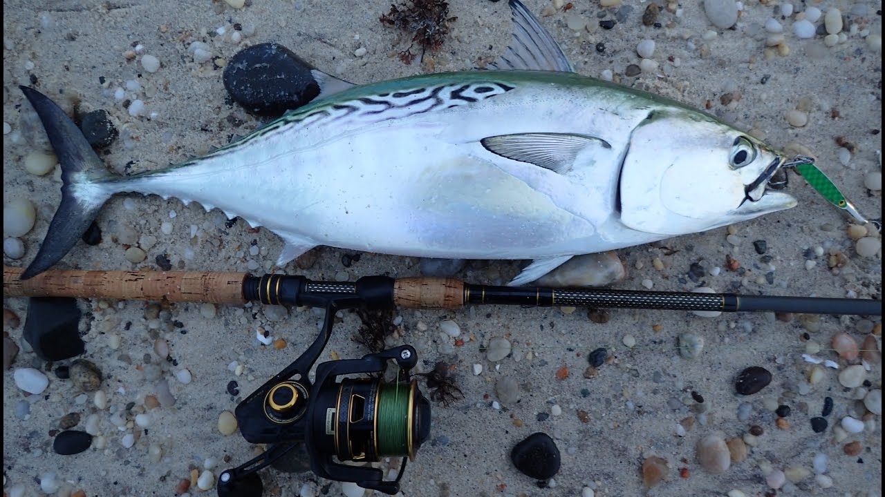 Wild False Albacore Fishing! - and Stripers Too!