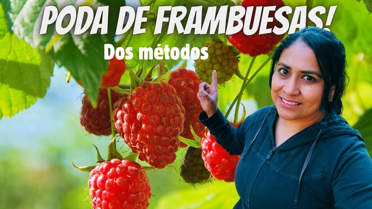 Dos maneras de podar  plantas de frambuesas para tener una buena producción #jardineria #frambuesas 