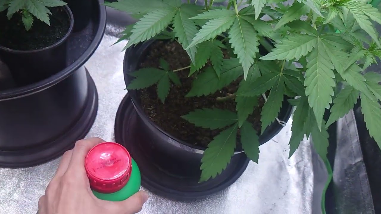 AMVgrow @123fatbuds Colloidal Silver Water to get Feminized Pollen & Bio Nova's Autoflower Super Mix