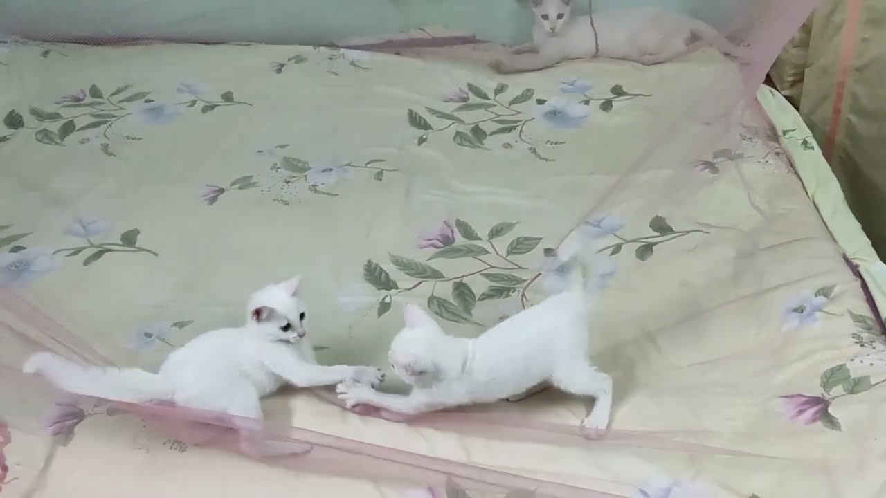 Mom cat Playing With 2 Meowing Kittens
