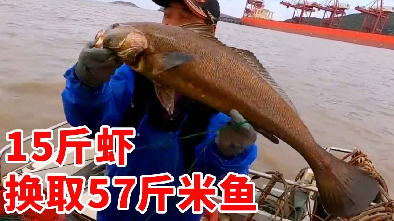 七级风浪，阿杰用15斤虾换来57斤米鱼，这技术没谁了！
