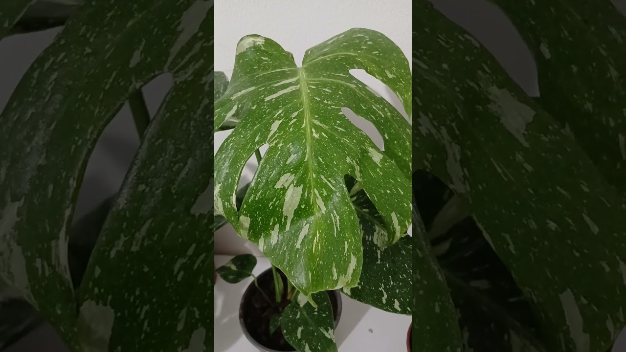 Yana golland gullar keldi.