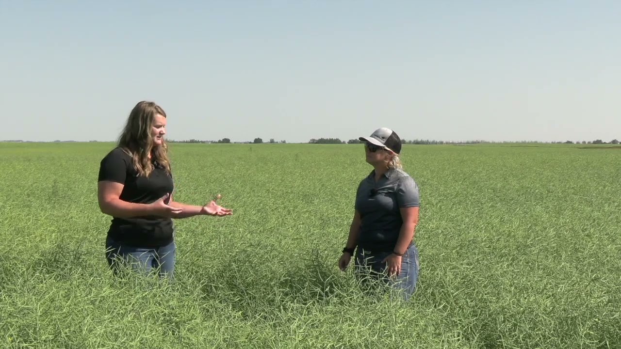 Soil School: Addressing boron in canola — and the soil