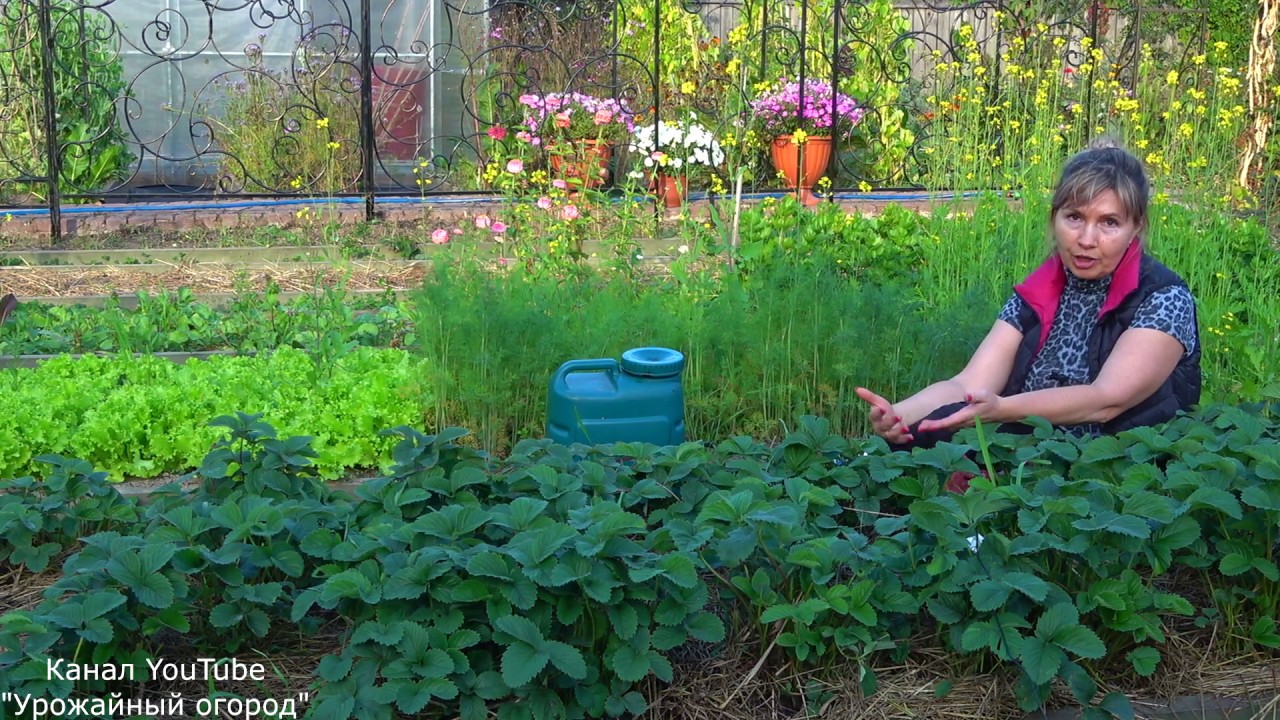 УХОД ЗА КЛУБНИКОЙ ОСЕНЬЮ! ВАЖНО СДЕЛАТЬ ЭТО СЕЙЧАС ДЛЯ УВЕЛИЧЕНИЯ УРОЖАЯ!