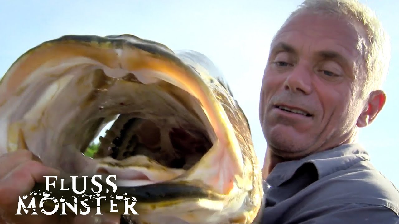 Der Nil-Barsch: Der größte Fisch Afrikas | S2 E05 | Fluss Monster