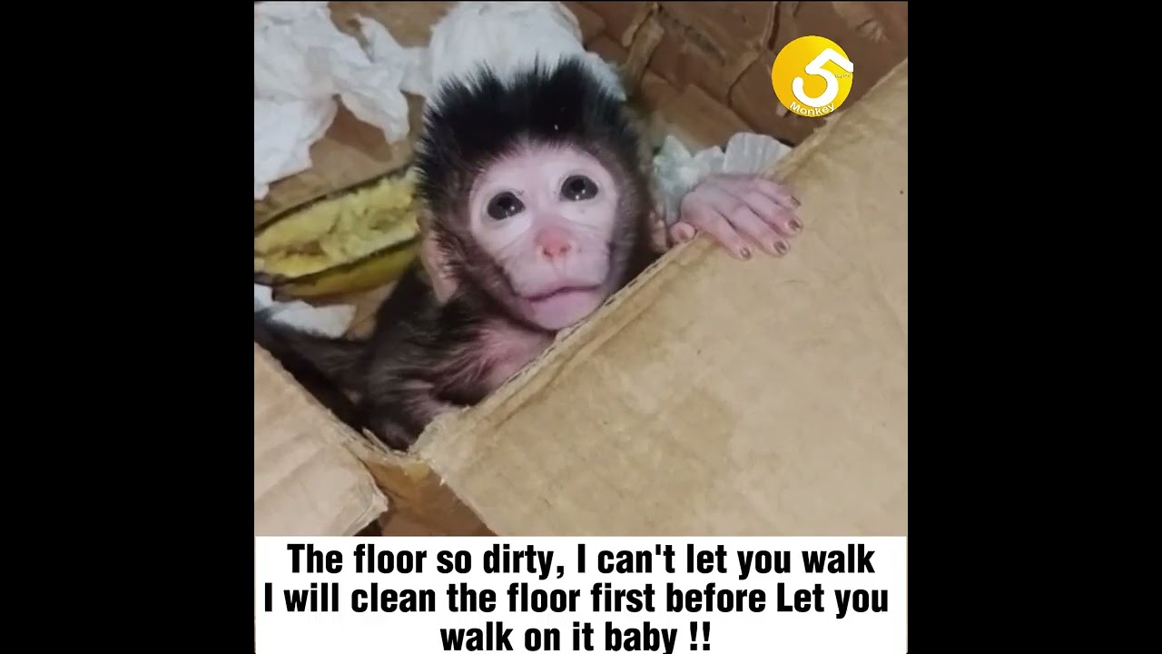 Welcome poorest baby Monkey just unbox this morning
