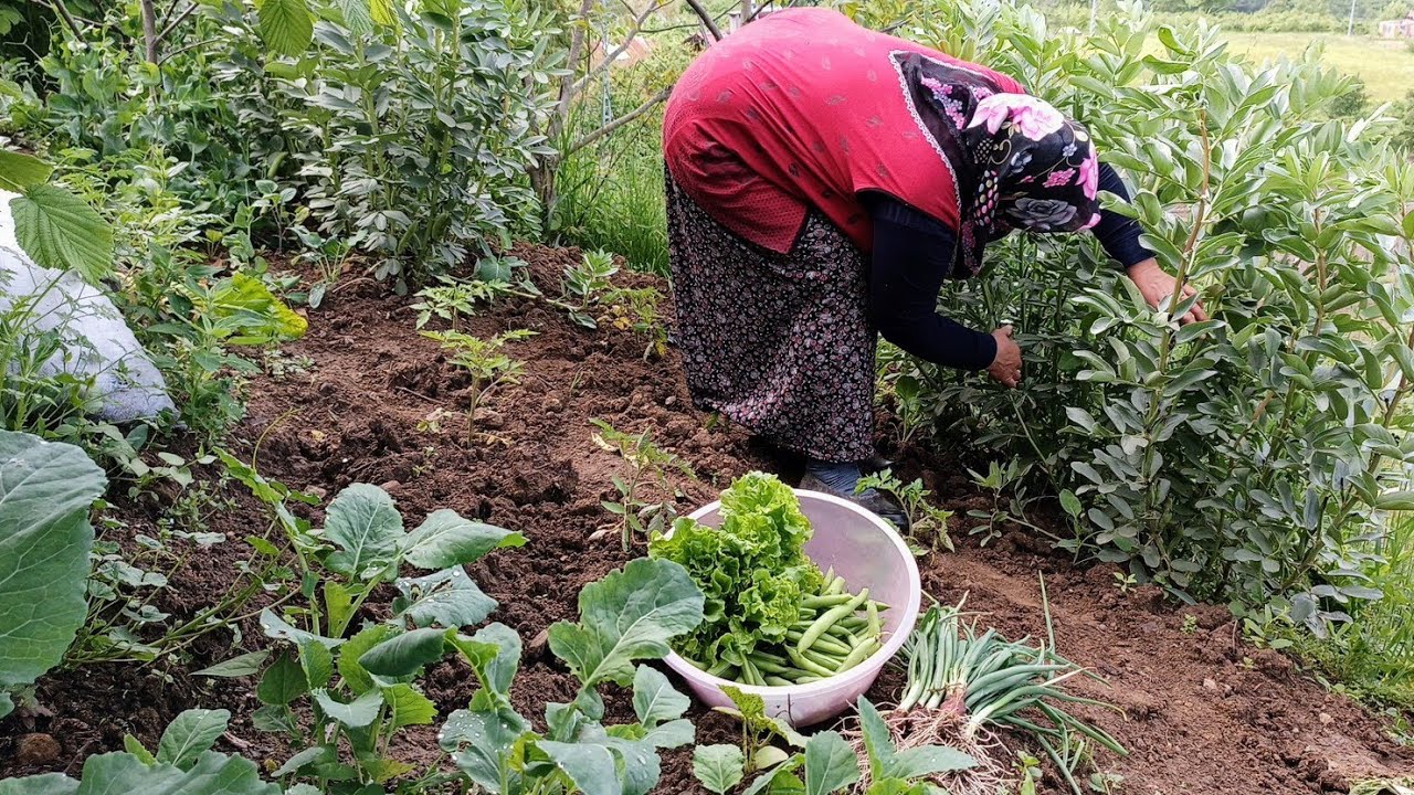 Bahçede Hareket Var 👀 Bakla Topladık, Fasulye Diktik!