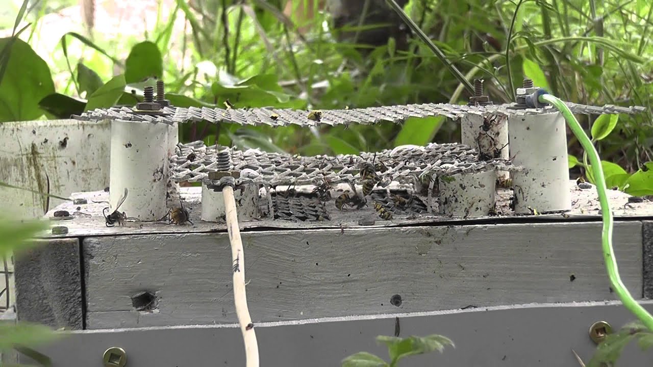 Wasps [part 5] more carnage