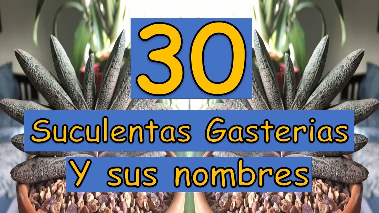 🎍 30 Suculentas Gasterias y sus nombres 🎍