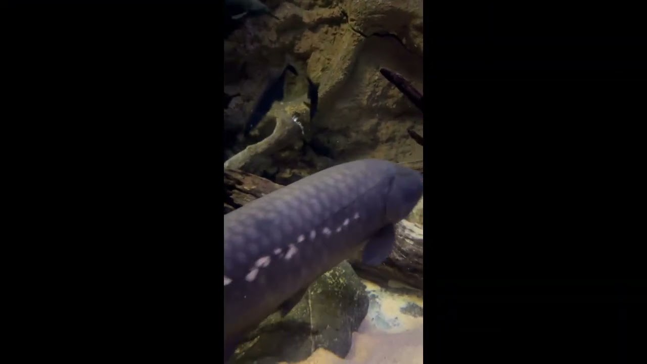 A Harmonious Family of OceanInhabitants
