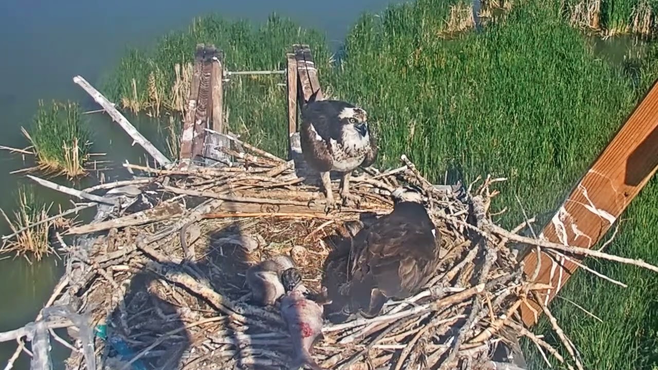 2025-06-14 #2 picking at fish, trying to self-feed | Boulder County Osprey Cam