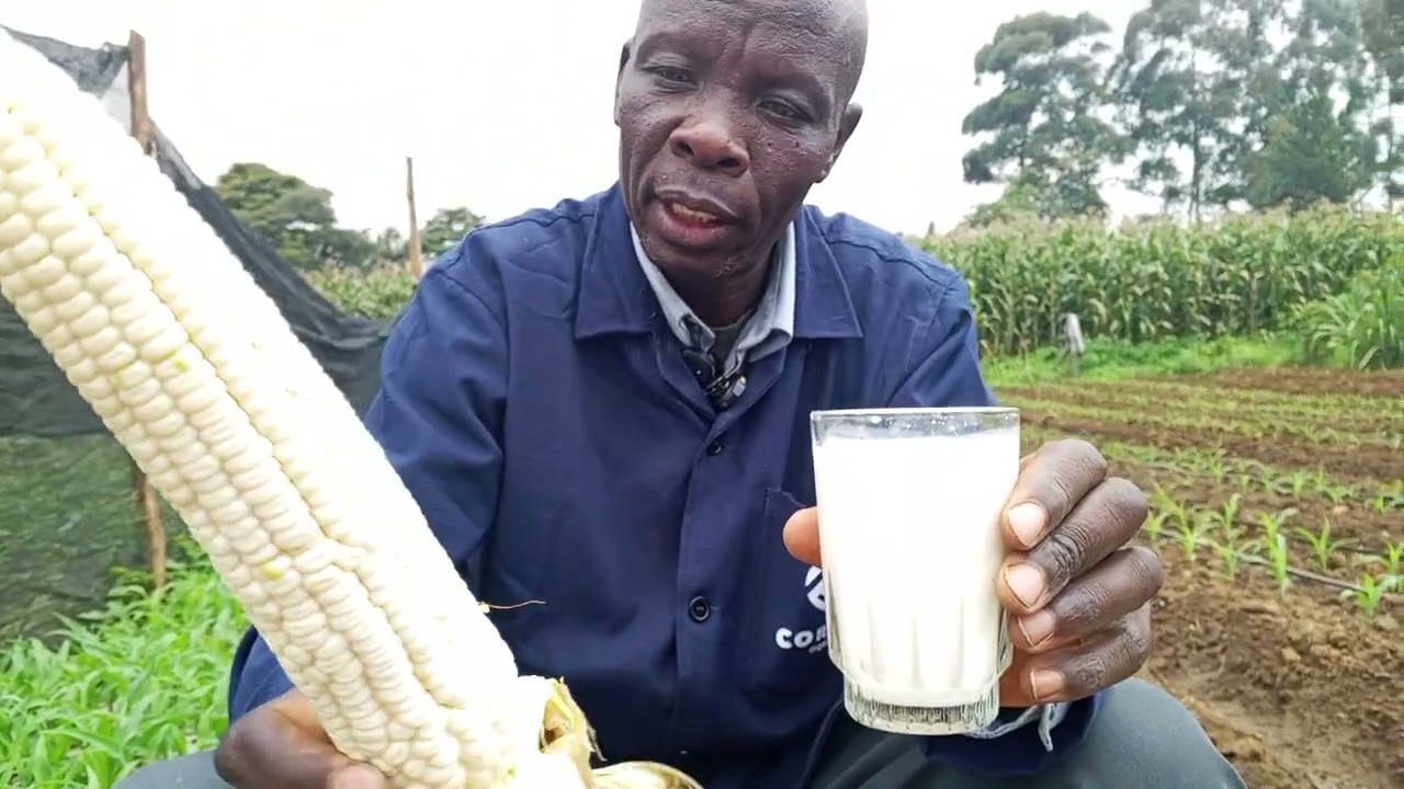 I'LL NOT GET TIRED TEACHING PEOPLE ABOUT MAIZE FARMING UNDER NEW TECHNOLOGY.