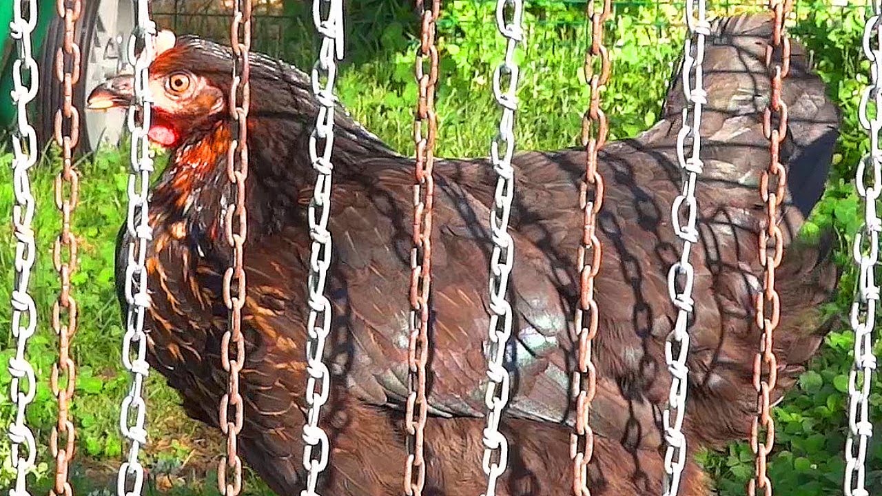 Как остановить вторжение птиц в курятник.