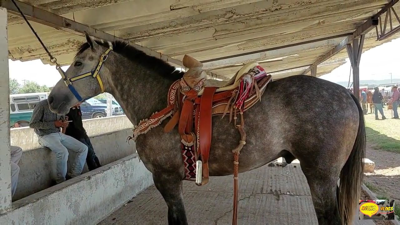 LOS  MEJORES CABALLOS  DEL RANCHO LAS TABLAS ,HOY MARTES.