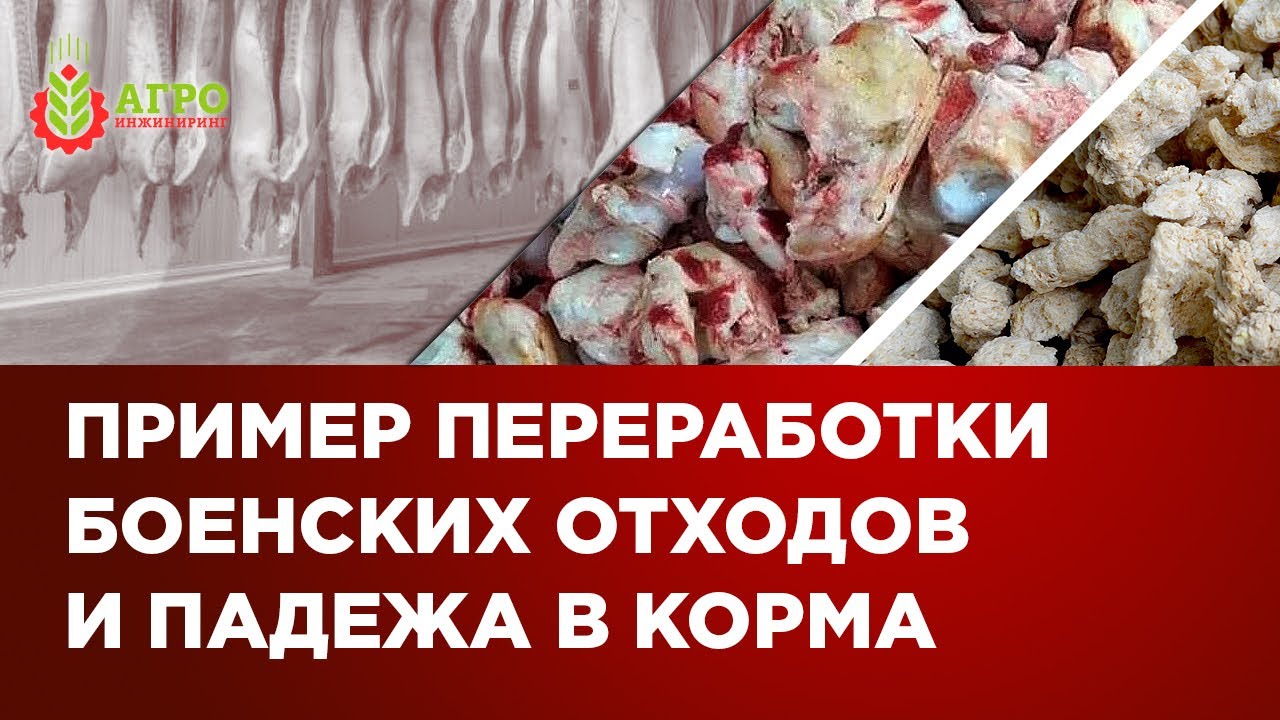 Переработка боенских отходов и падеж в корма. Показываю на примере действующей линии