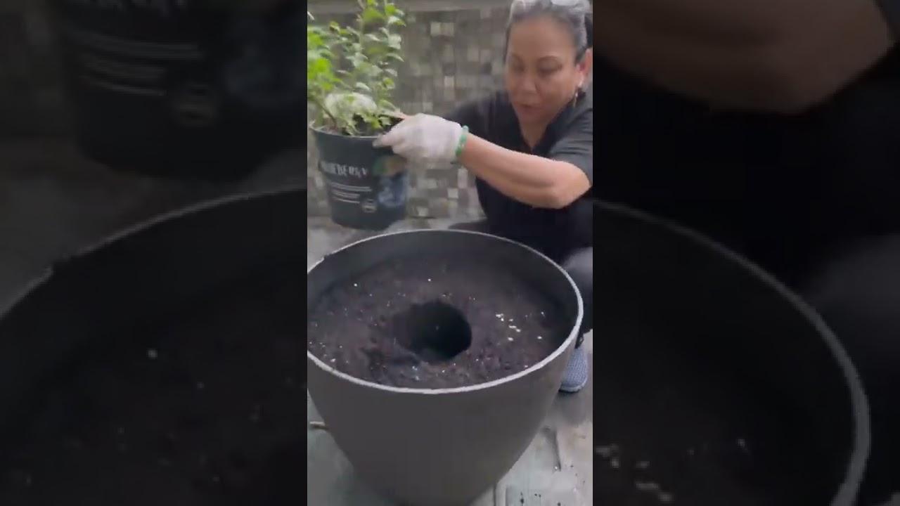 How mom repots her blueberry plant! 🫐🪴 #garden #blueberry #repot #shorts