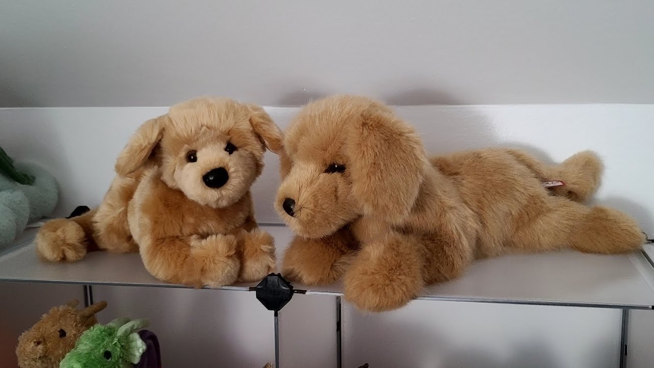 Bella vs Oakley - Comparing Douglas Golden Retrievers! Why I chose Bella as Maddie
