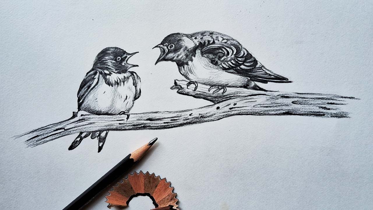 Drawing two birds in pencil | pencil drawing | easy drawing