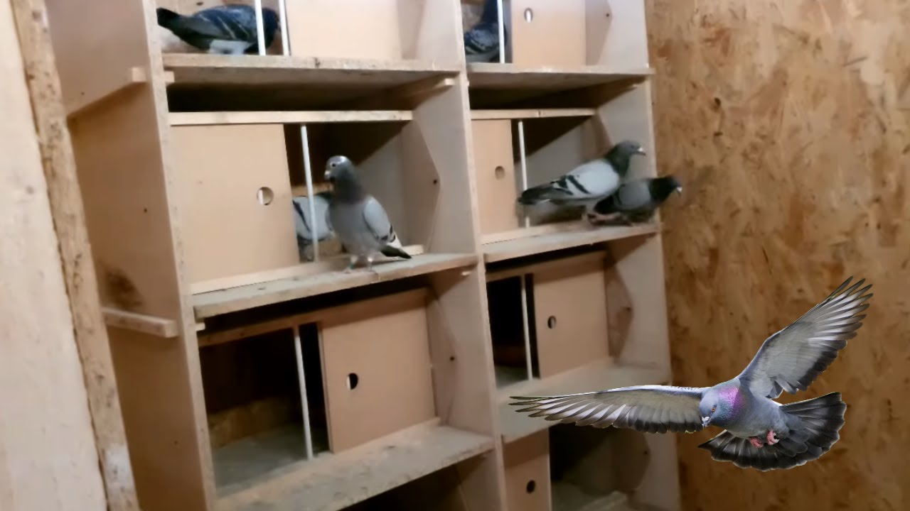 AM MONTAT BOXELE PENTRU MATCA! ASTEPTAM OUA!
