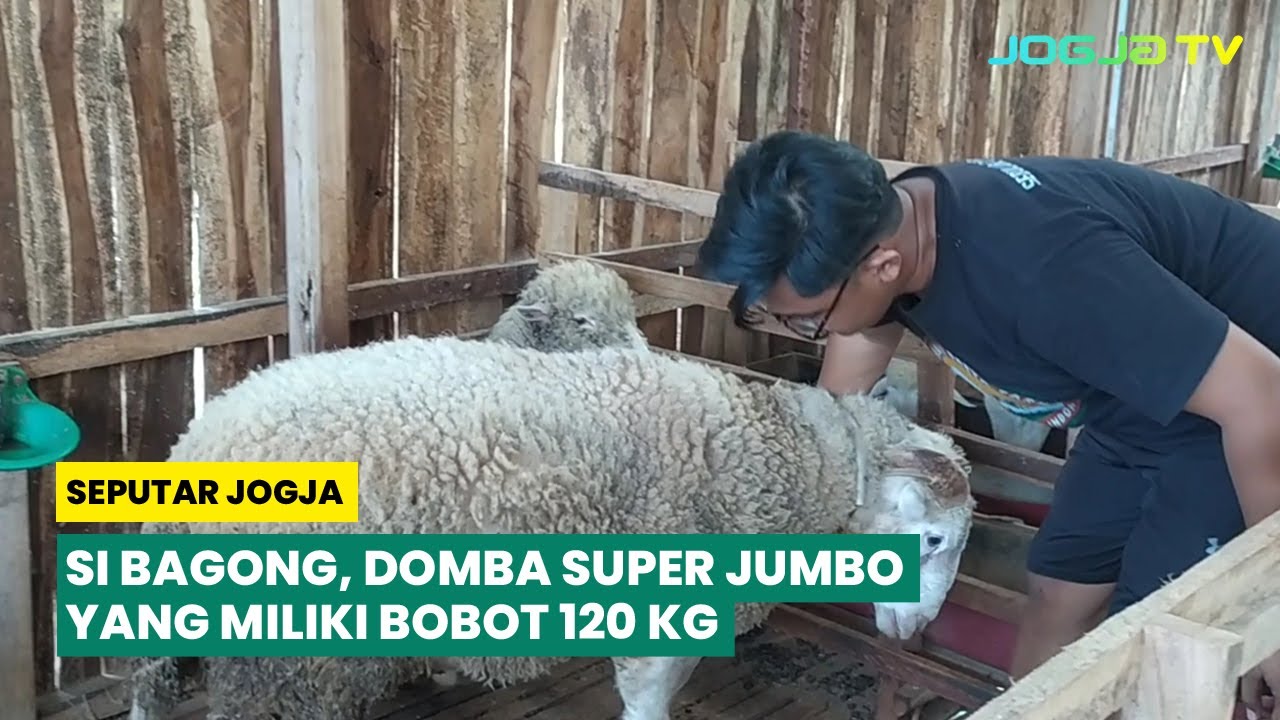 SI BAGONG, DOMBA SUPER JUMBO MILIKI BOBOT 120KG