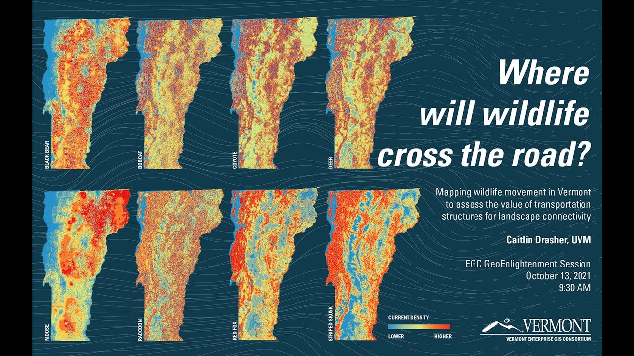 Where Will Wildlife Cross the Road?
