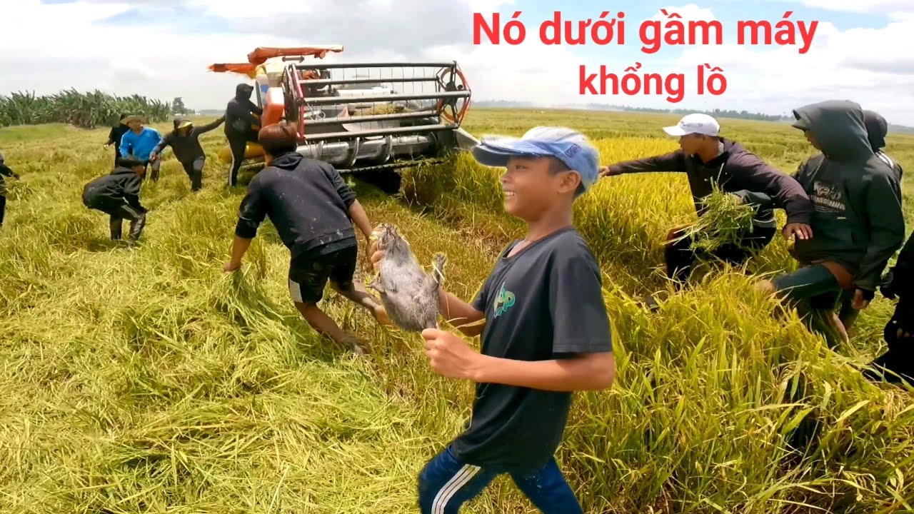 Dí cù vài miếng ruộng cuối anh em cả xóm ra Bắt chuột như đi hội chuột dồn rất nhiều chụp đã tay
