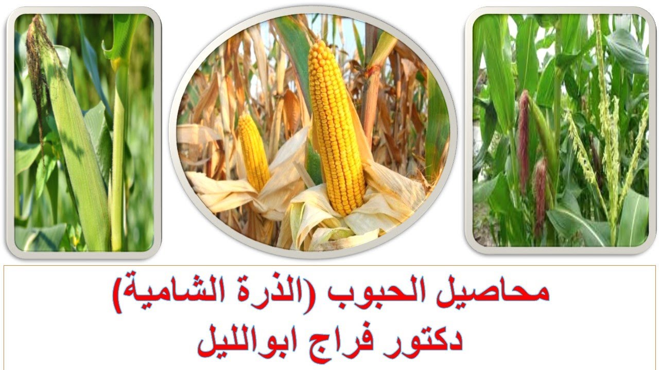 محاصيل الحيوب (الذرة الشامية) / إنتاج محاصيل