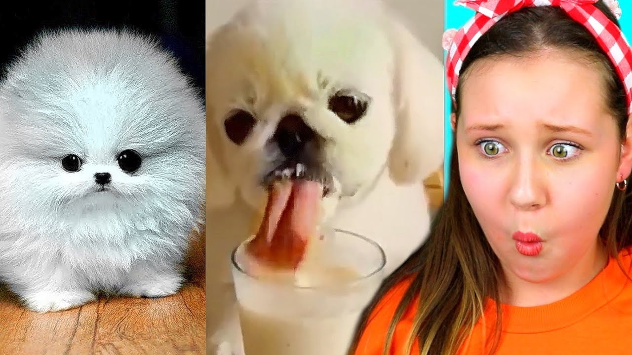 Try Not To Say AWW Challenge!!! (You Will Lose)