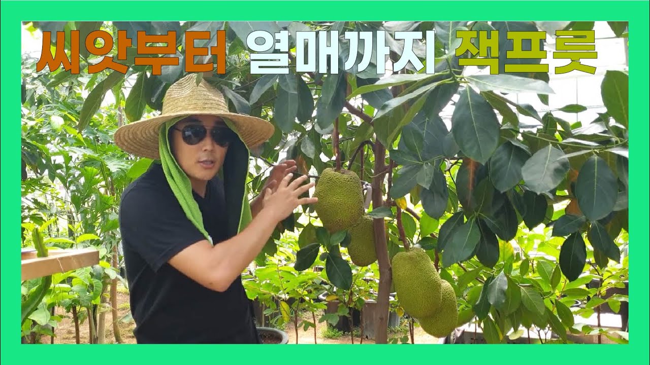 씨앗부터 열매까지 열대과일 잭프룻