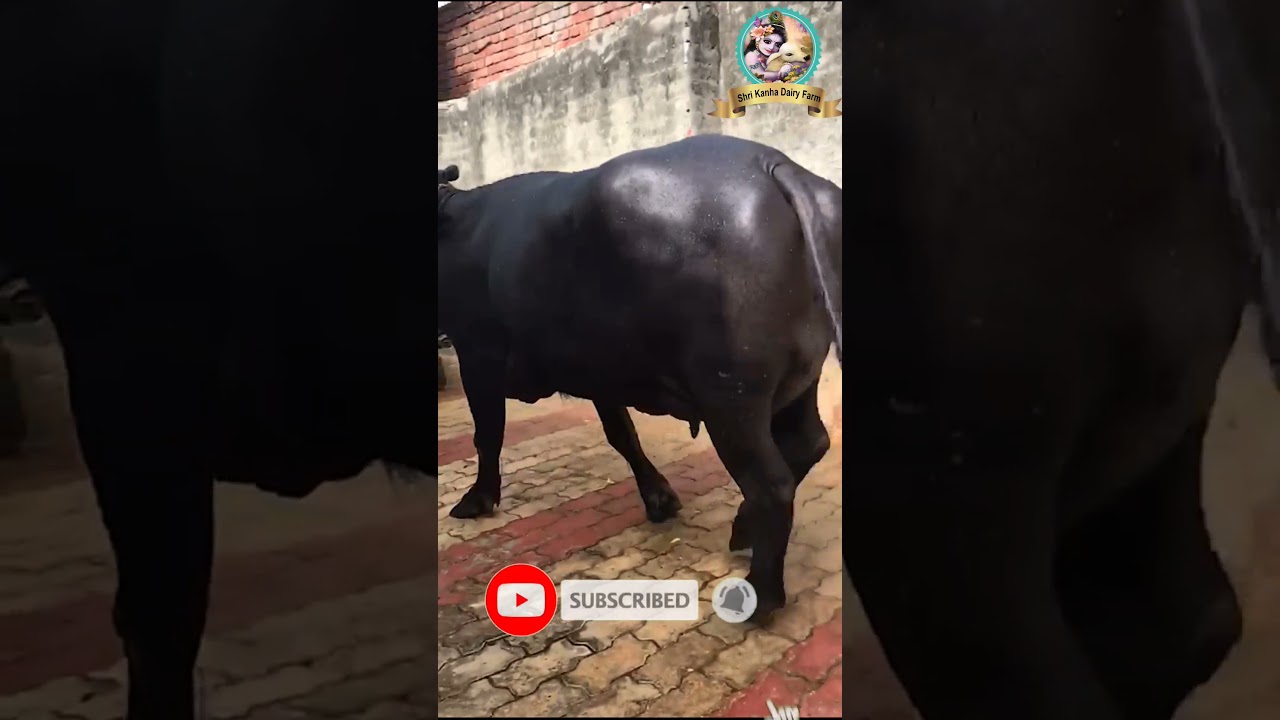 Buffalo Supplier in Andhra Pradesh | Pure Murrah Buffalo at reasonable price | #murrah #skdf #Shorts
