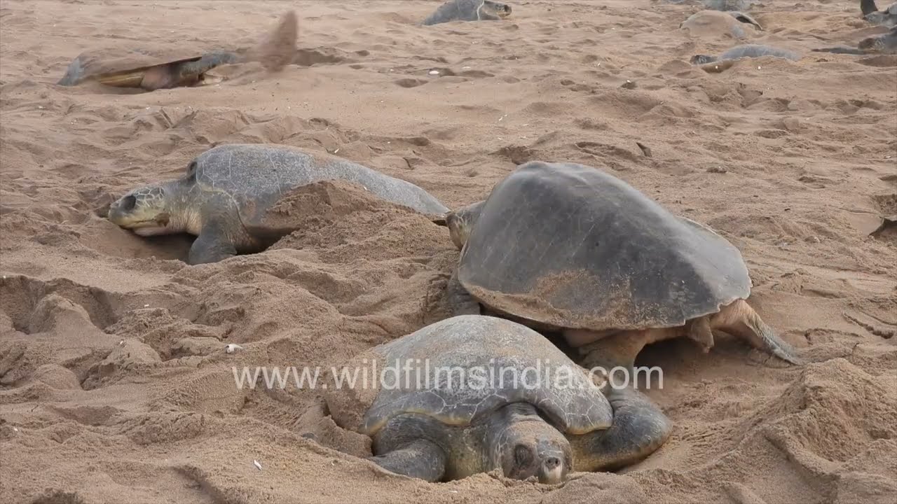 Olive ridley turtles nesting on Odisha beach amid tourists